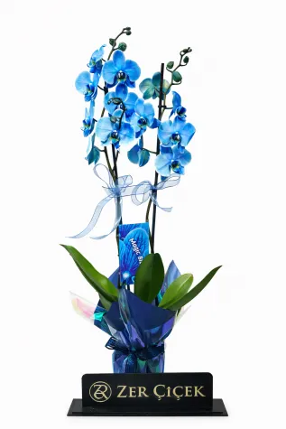 ÇİFT DALLI MAGİC BLUE ORKİDE 