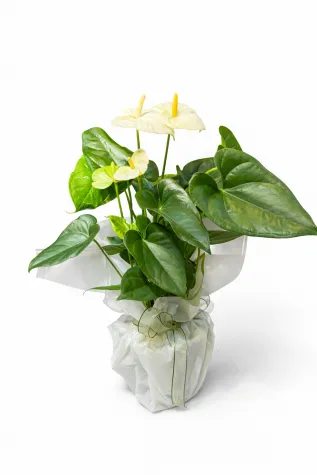 İTHAL BEYAZ ANTHORİUM 