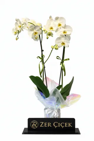 ÇİFT DALLI İTHAL ORKİDE 