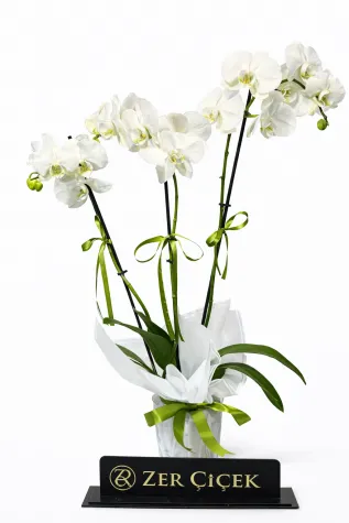 3 DALLI CAM SAKSILI İTHAL ORKİDE 